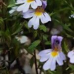 Euphrasia picta Blüte