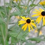 Rudbeckia fulgidaBlomst