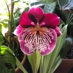 Miltoniopsis phalaenopsis Fleur