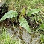 Rumex hydrolapathum Leaf