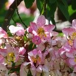 Cassia javanica Λουλούδι