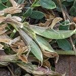 Astragalus incanus Fruit