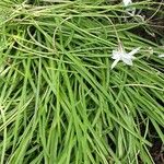 Ipheion uniflorum Folla