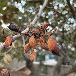 Pistacia vera Fruit