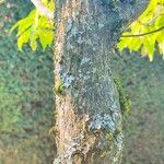 Carpinus japonica പുറംതൊലി