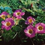 Oxalis depressa