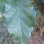 Alnus orientalis Leaf
