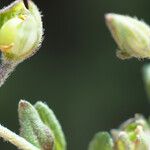 Helianthemum aegyptiacum Fruto