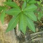 Barringtonia integrifolia 葉
