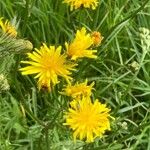 Crepis biennis Blüte