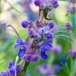 Trichostema lanatum Flor