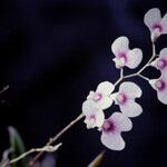 Ionopsis utricularioides Flower