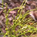 Psilotum nudum Fruit