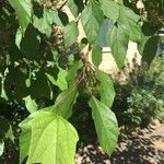 Alangium chinense Leaf