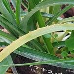 Ananas comosus Leaf