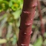 Euphorbia pterococca Ŝelo