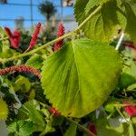 Acalypha chamaedrifolia Leaf