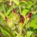 Penstemon hartwegii Fruit