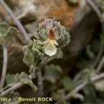 Teucrium freynii Otro
