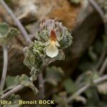 Teucrium freynii Kita