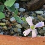Petrocoptis glaucifolia 花