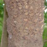 Alsophila dregei Bark