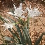 Pancratium maritimumBlodyn