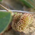 Scorpiurus vermiculatus Fruit