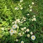 Erigeron strigosusফুল