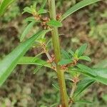 Ammannia baccifera Flower