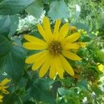 Silphium integrifolium 花