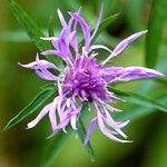 Centaurea jacea Flor