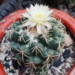 Coryphantha elephantidens Kůra