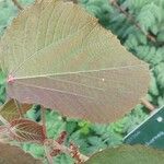 Alchornea davidii Hoja