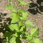 Solanum physalifolium Pokrój