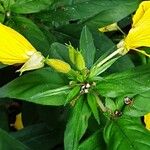 Oenothera fruticosa Folla