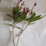 Nerium oleander Rusca