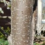 Pyrus pyrifolia Bark