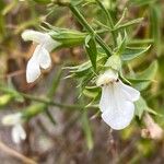 Stachys glutinosa Fiore