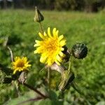 Sonchus oleraceus Květ