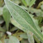 Centaurea lugdunensis Blatt