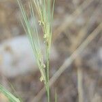Aristida adscensionis Flower