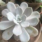 Echeveria laui ഇല