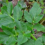 Angelica lucida Hábito