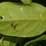 Ocotea leucoxylon Leaf