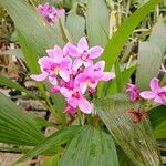 Spathoglottis plicata Flor