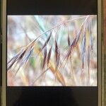 Bromus diandrus Fruit