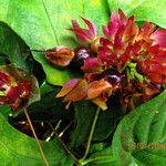 Sabicea calycina Flor