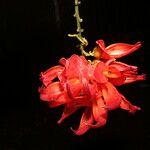 Mucuna novo-guineensis 花