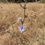 Cichorium endivia花